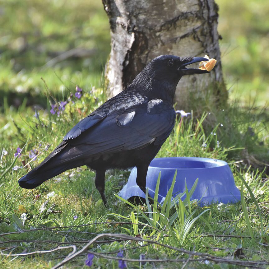 Blackbird
