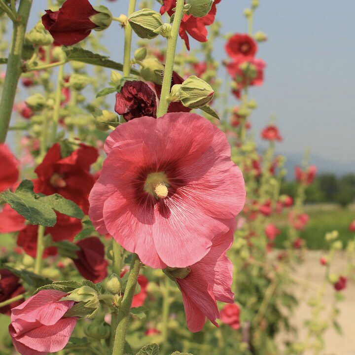 Hollyhocks Top 20 Flowers for a Cottage Garden