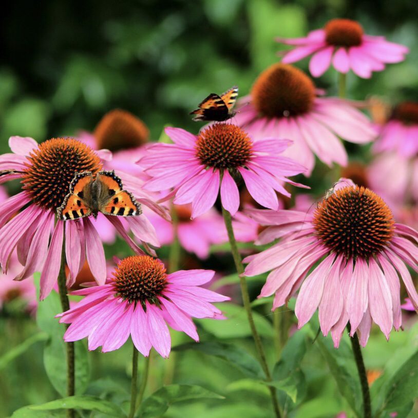 Purple Coneflower Top 20 Flowers for a Cottage Garden