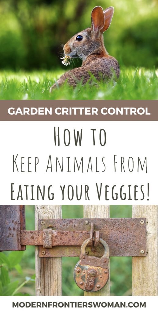 How to keep animals from eating your veggies