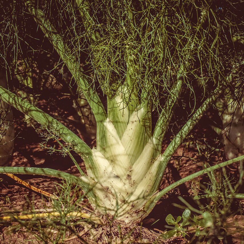Fennel
