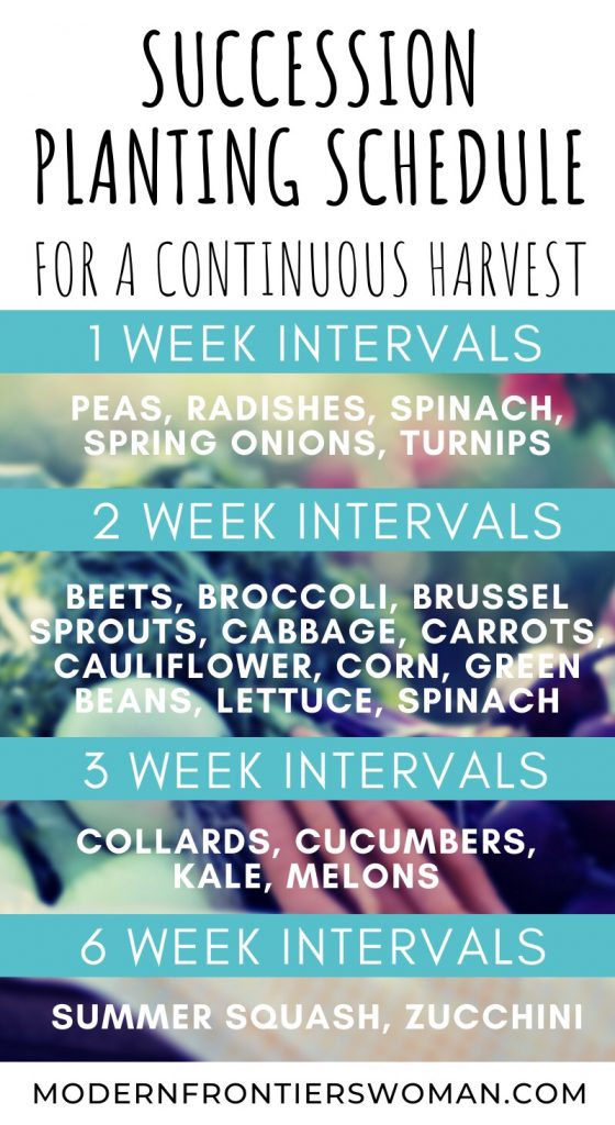Succession Planting Schedule for a Continuous Harvest Succession Garden Schedule How to Make a Succession Garden Schedule