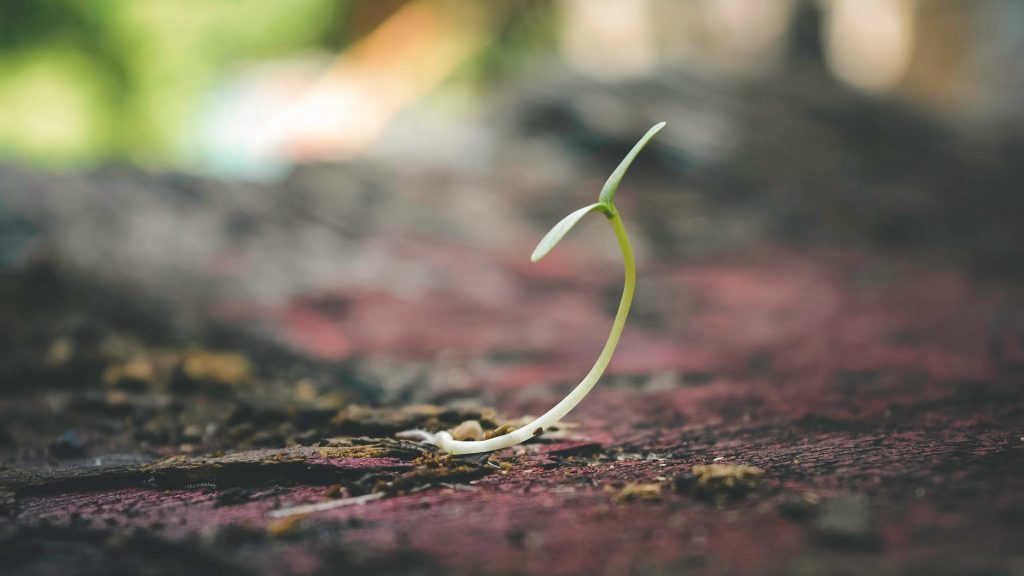How to Start Seeds Indoors and Keep Them Alive!