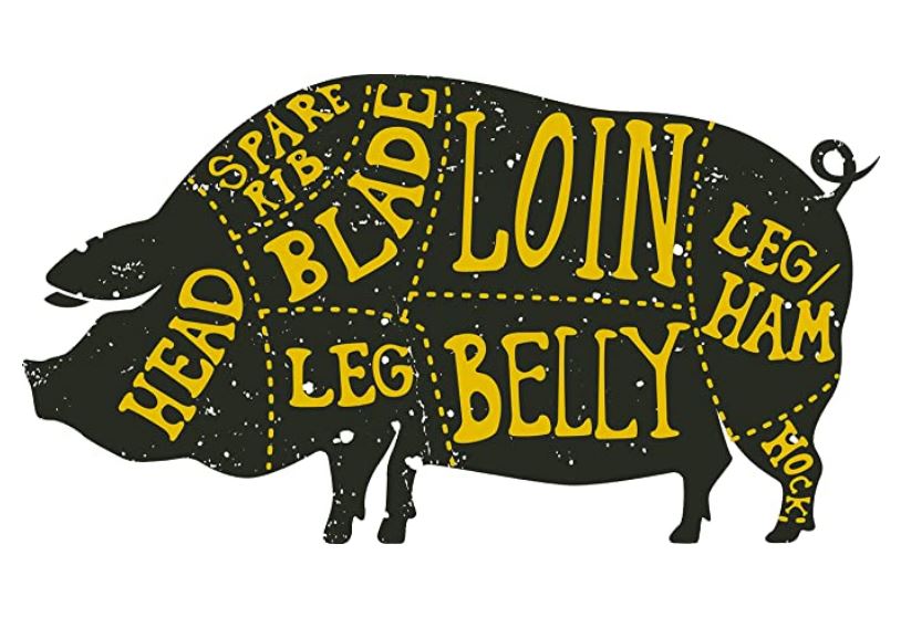 Pig Anatomy