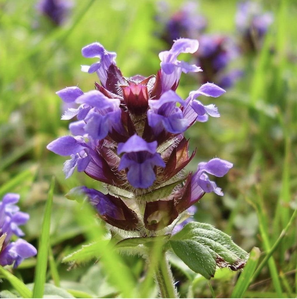 Skullcap How to Grow a Medicinal Tea Garden (Plus over 40 Plants!)