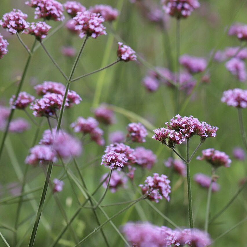 Vervain How to Grow a Medicinal Tea Garden (Plus over 40 Plants!)