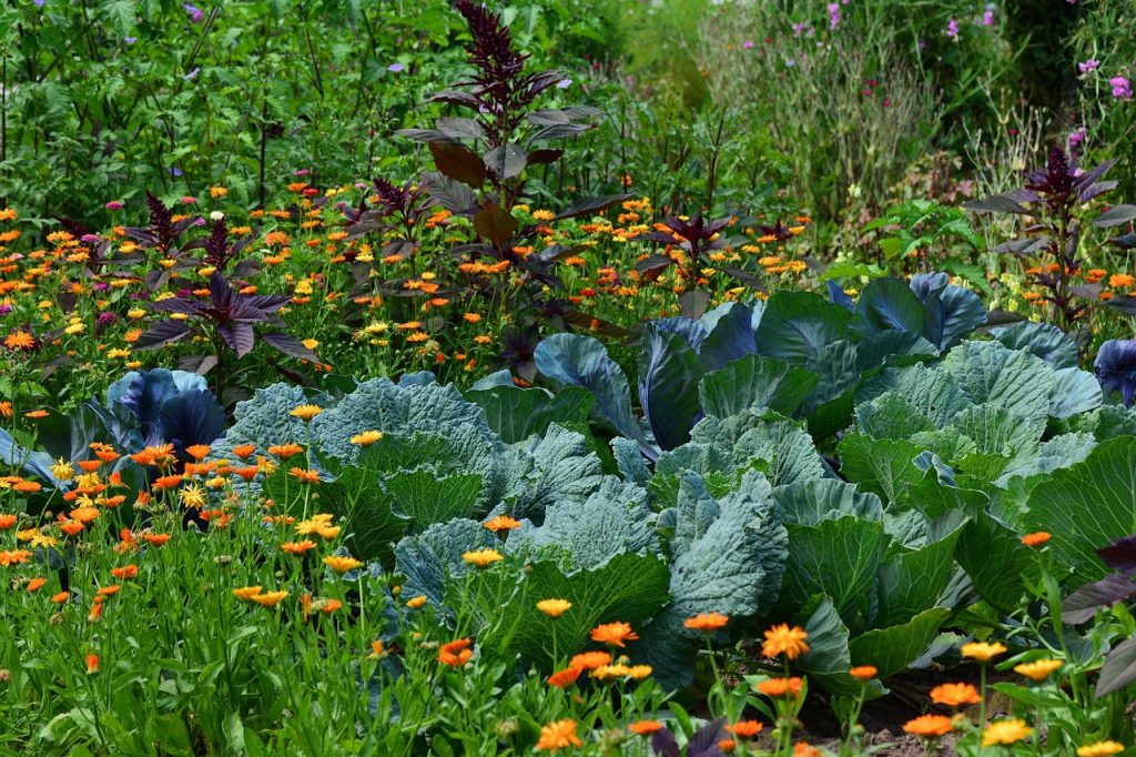 Intensive Gardening Succession Garden Schedule How to Make a Succession Garden Schedule