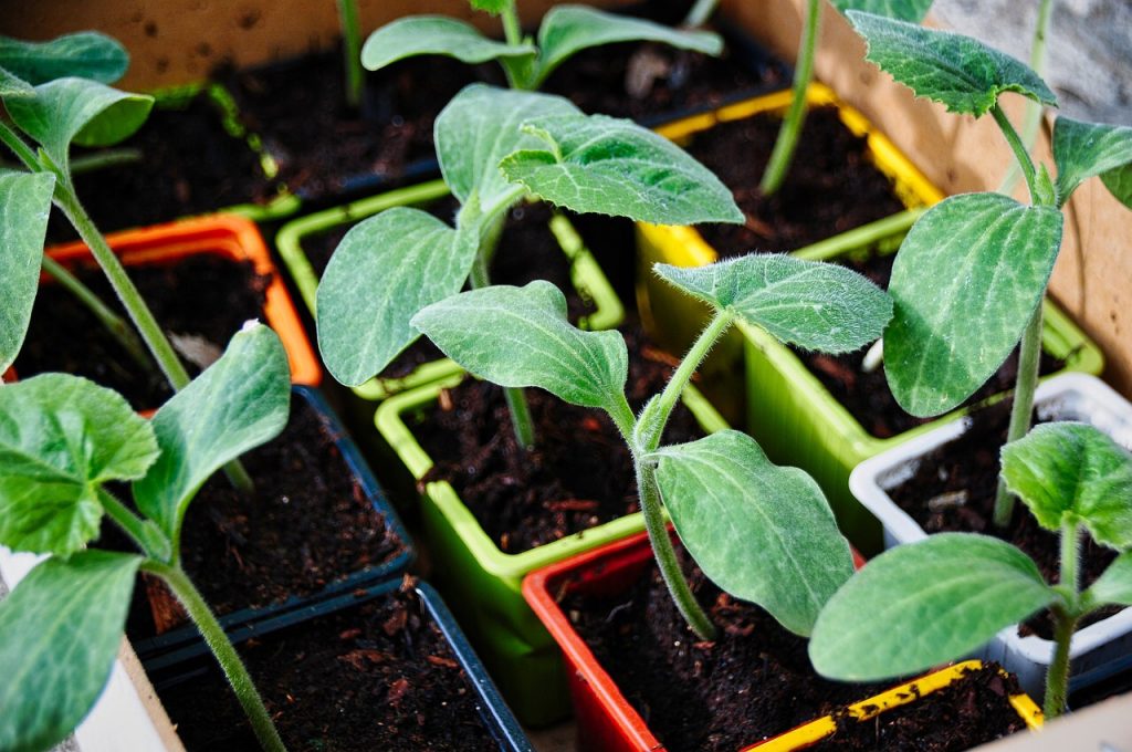 Zucchini Seedlings Succession Garden Schedule How to Make a Succession Garden Schedule