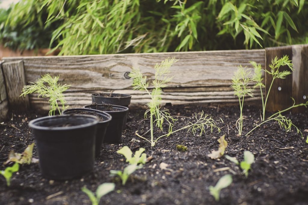 Transplanting Vegetables Succession Garden Schedule How to Make a Succession Garden Schedule
