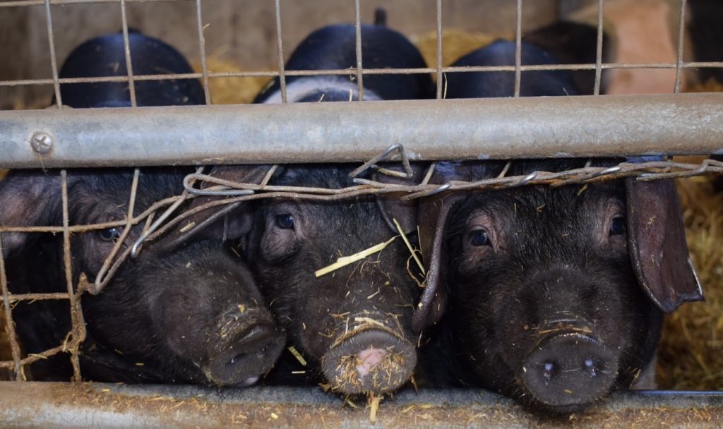 The Benefits, Myths and Downside of Keeping Pigs