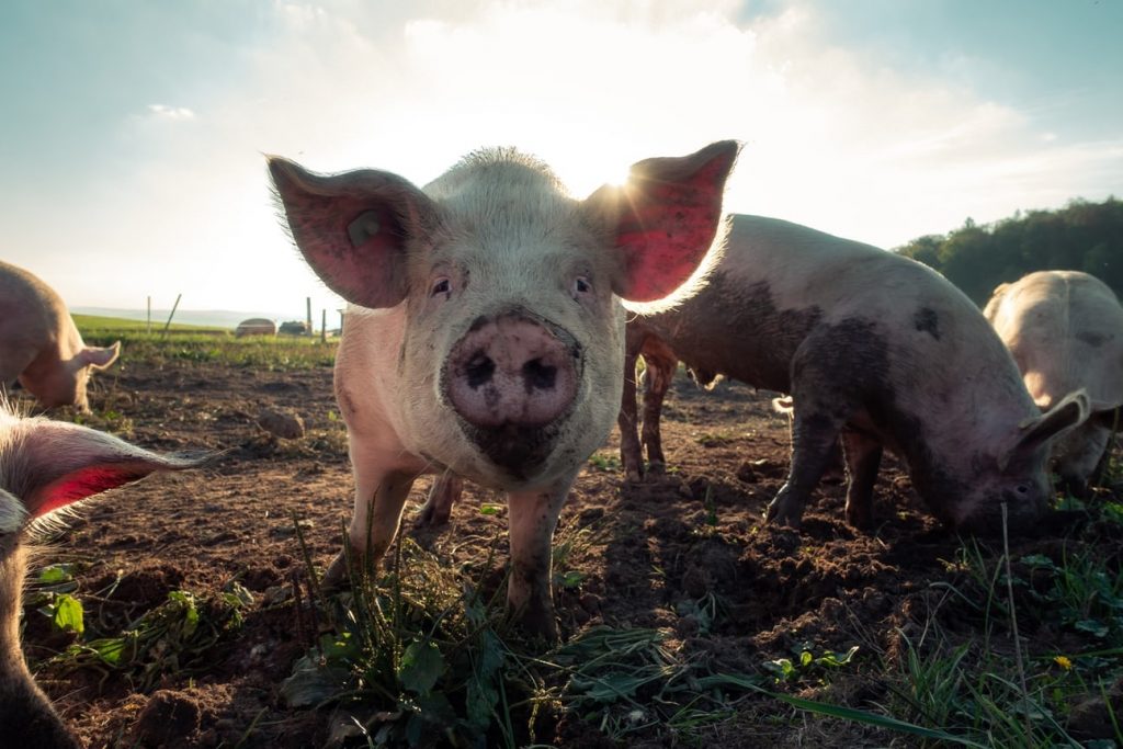 The Benefits, Myths and Downside of Keeping Pigs