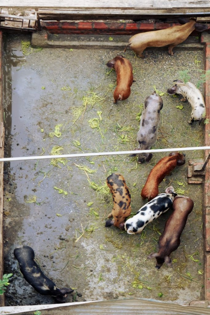Pig Enclosure