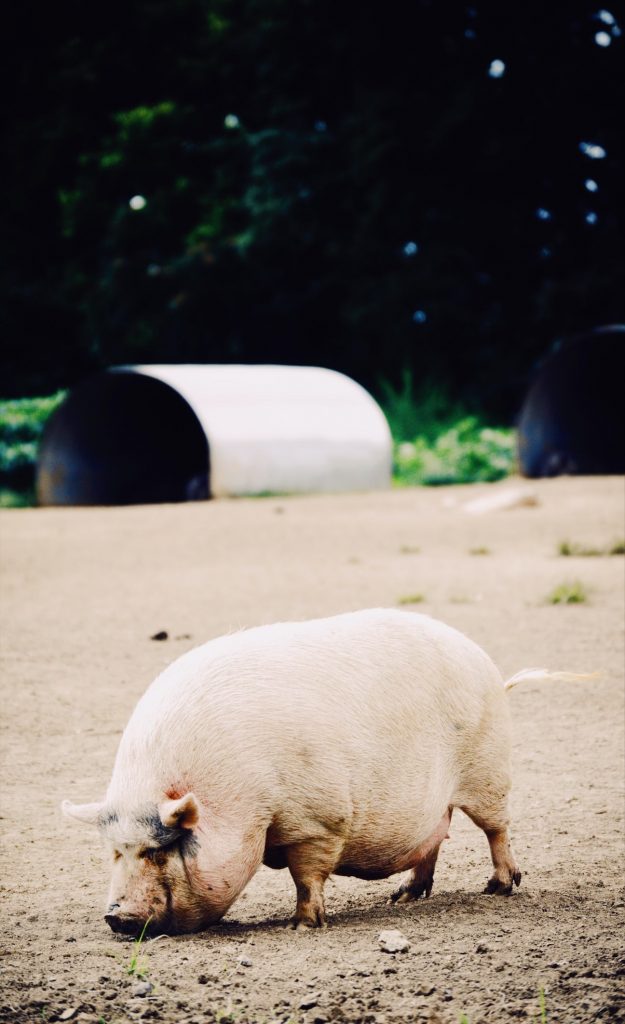 Pig Tunnel House