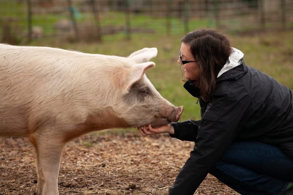 The Benefits, Myths and Downside of Keeping Pigs