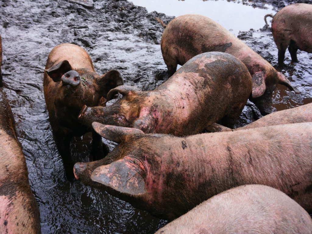 The Benefits, Myths and Downside of Keeping Pigs