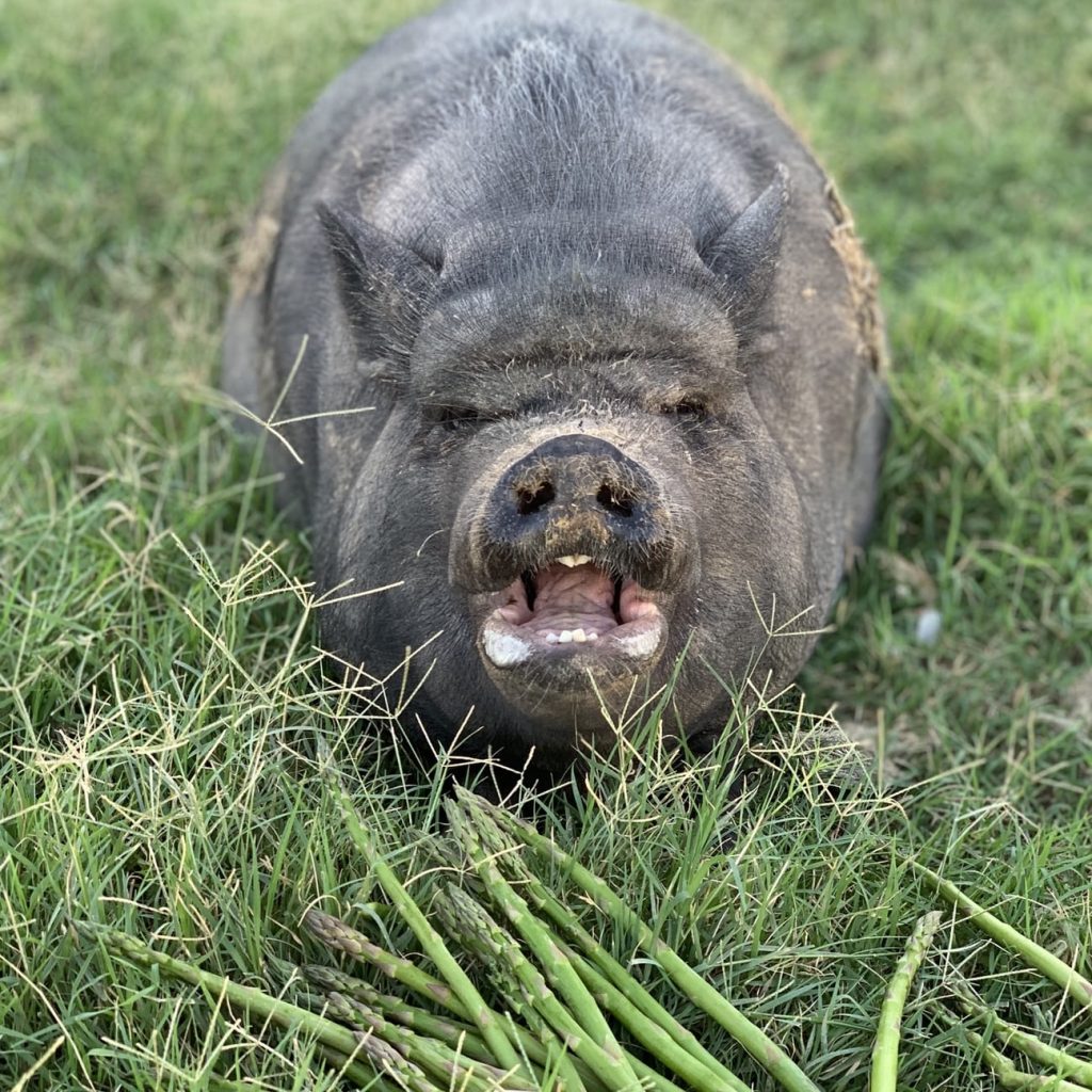 The Benefits, Myths and Downside of Keeping Pigs