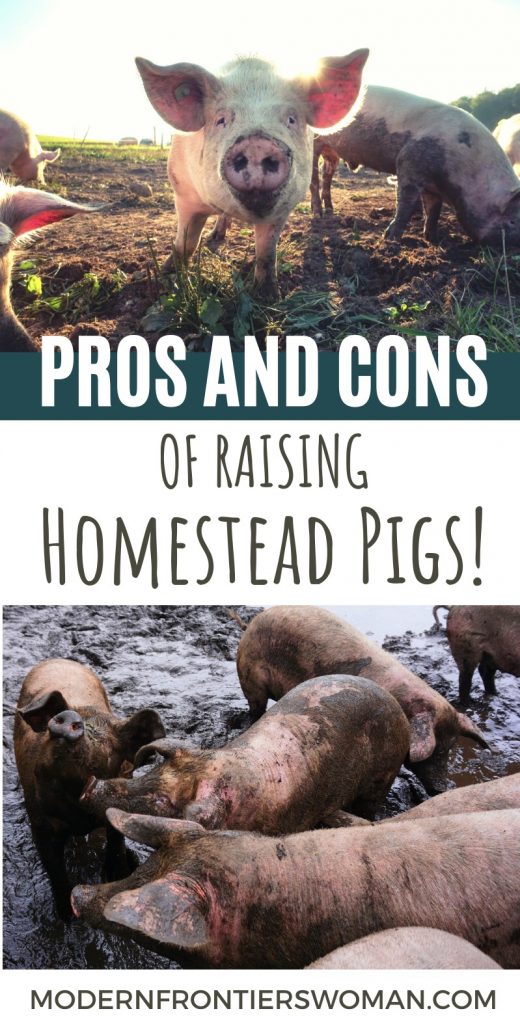 Pros and Cons of Raising Homestead Pigs The Benefits, Myths and Downside of Keeping Pigs