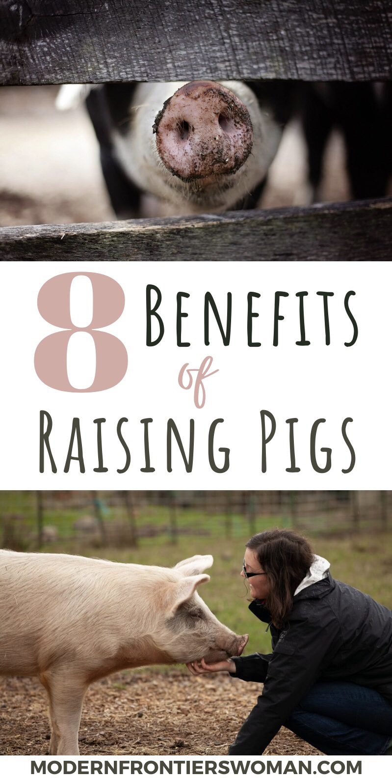 8 Benefits of Raising Pigs The Benefits, Myths and Downside of Keeping Pigs