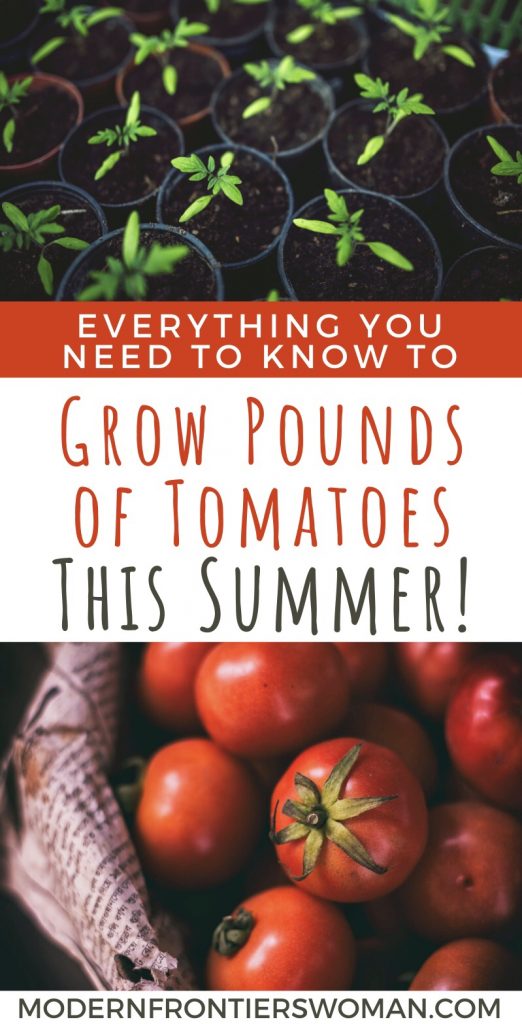 img 2191 How to Grow Tomatoes