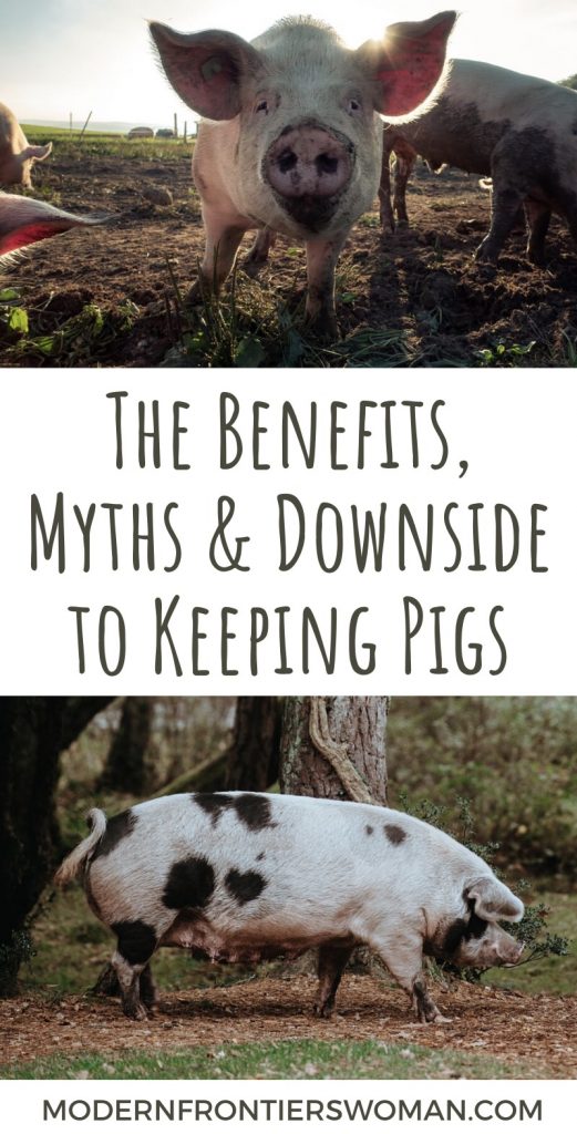 the benefits, myths, and downside to keeping pigs The Benefits, Myths and Downside of Keeping Pigs