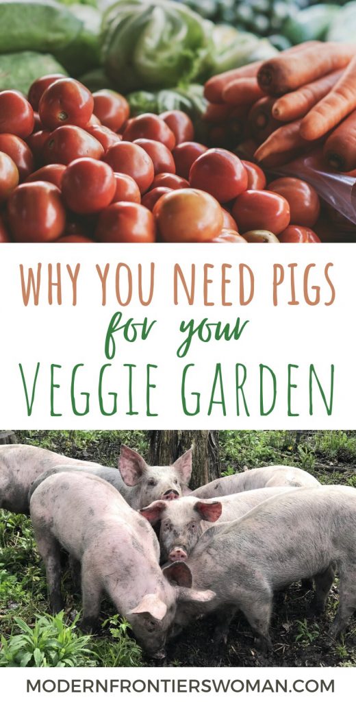 Why you need pigs in your veggie garden The Benefits, Myths and Downside of Keeping Pigs
