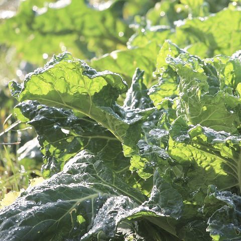 Collards