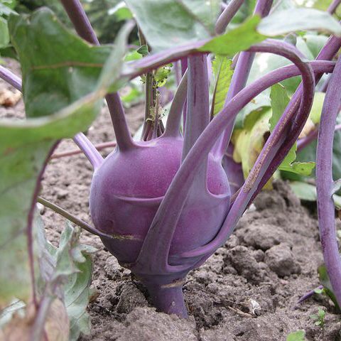 img 2327 Plant Friend or Foe: Companion Planting in the Vegetable Garden