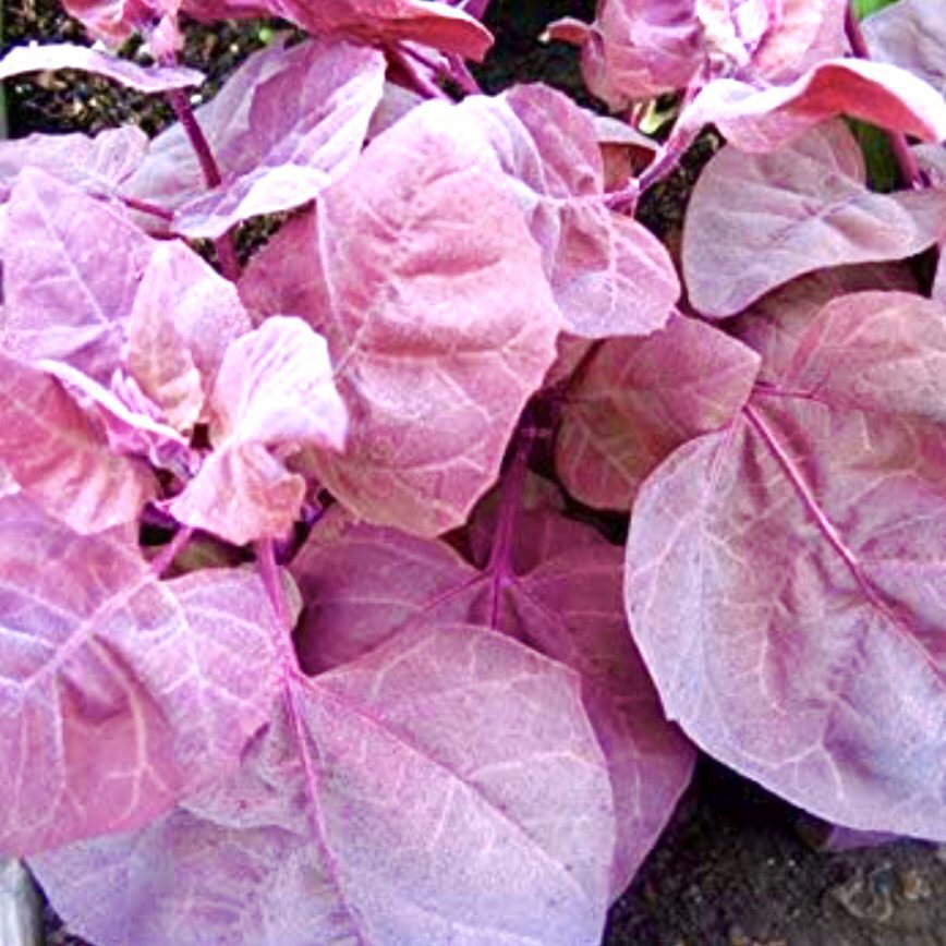 img 2333 Plant Friend or Foe: Companion Planting in the Vegetable Garden