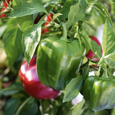 img 2338 Plant Friend or Foe: Companion Planting in the Vegetable Garden