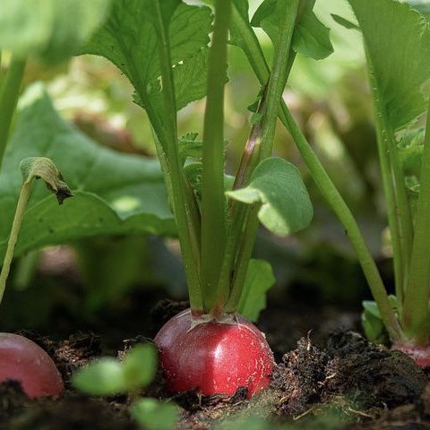 img 2345 Plant Friend or Foe: Companion Planting in the Vegetable Garden