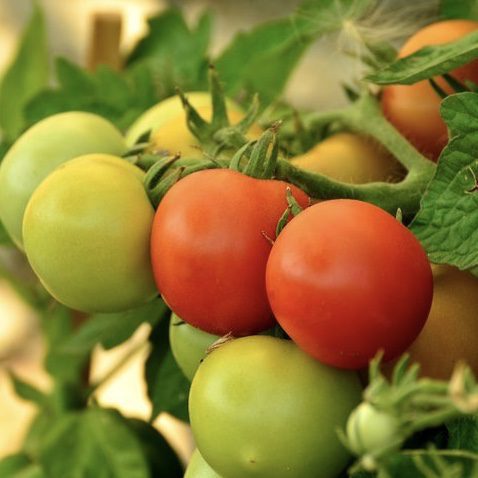img 2351 2 Plant Friend or Foe: Companion Planting in the Vegetable Garden