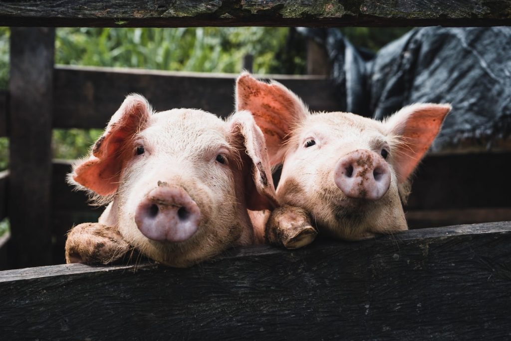 Pigs in Fence