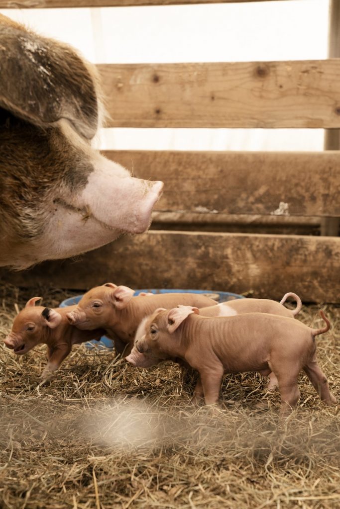 Farrowing House