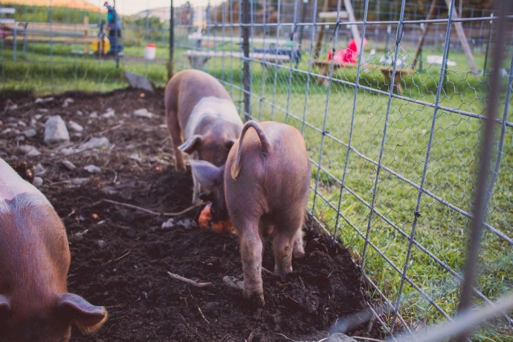 Pig Fencing