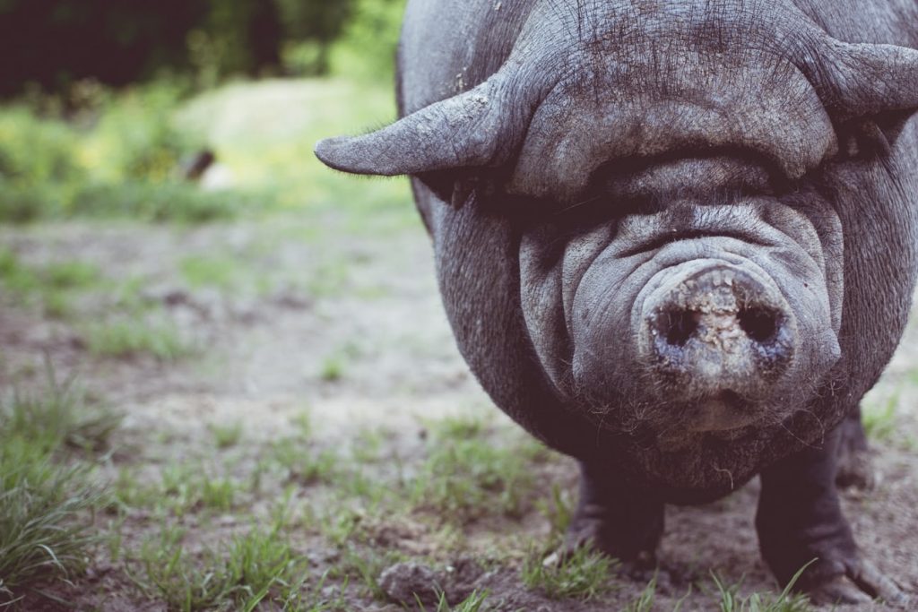 Pig