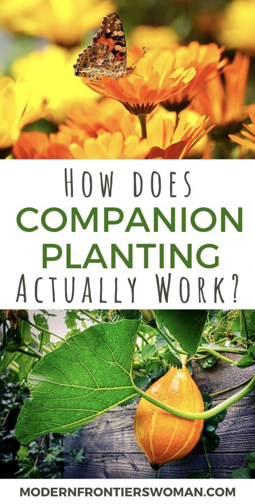 img 2616 Companion Planting: Cracking the Code