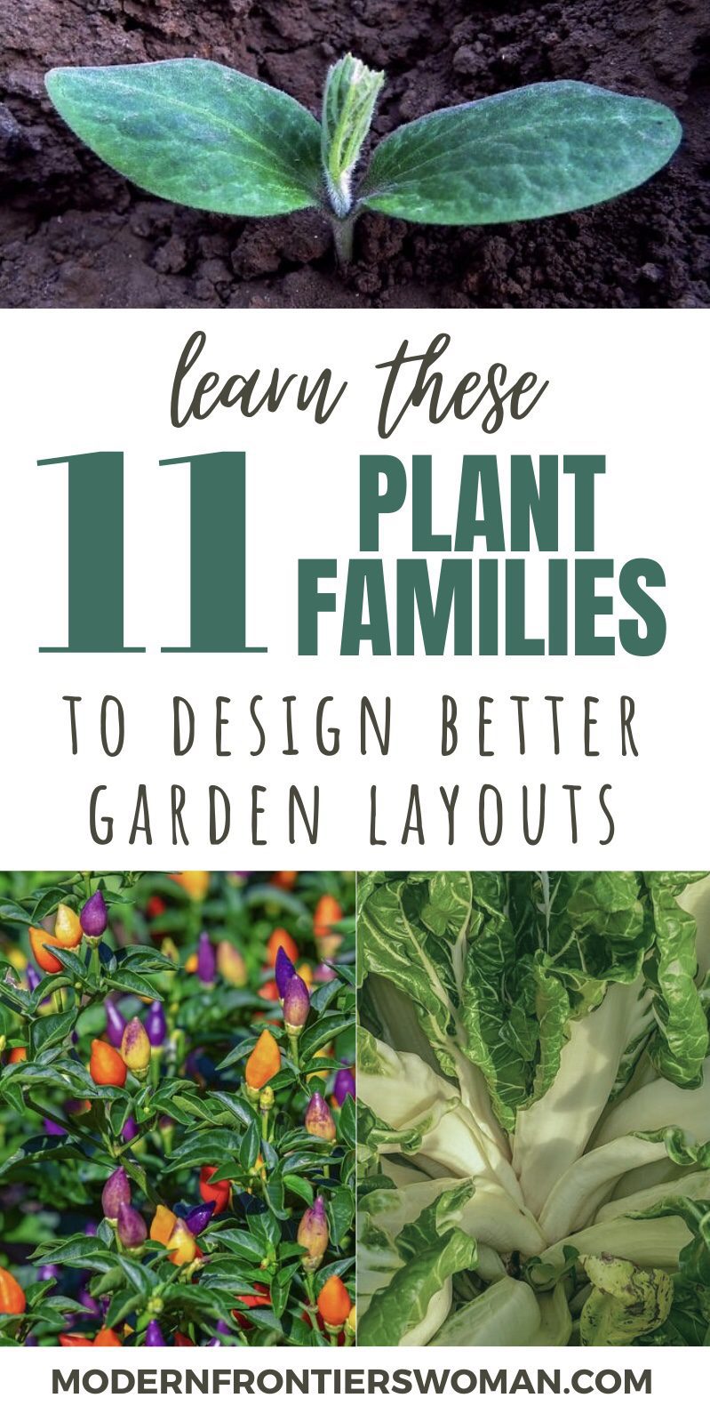 Learn These 11 Plant Families to Design Better Garden Layouts Unlock the Secrets to a Perfect Garden Layout! (A Reference Tool for Gardeners)