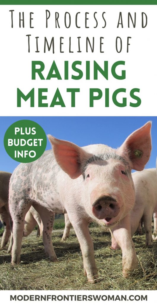 The Process and Timeline of Raising Meat Pigs