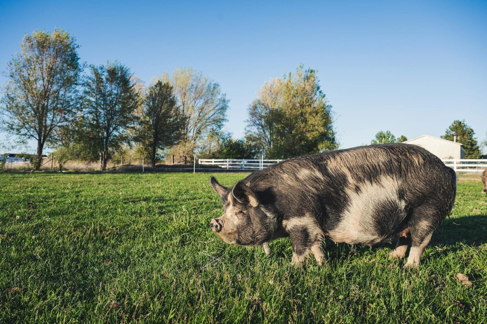 big pig on grass lawn in countryside Choosing the Right Pig Breed for your Homestead