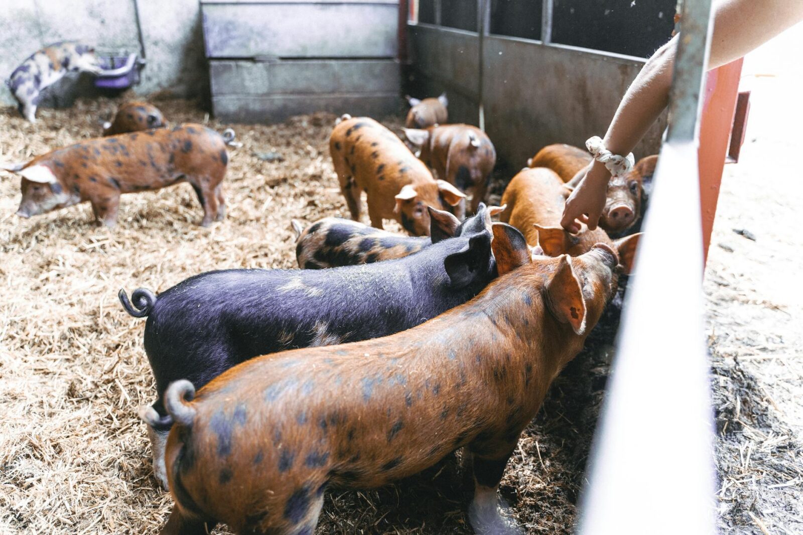 speckled pigs in farm Choosing the Right Pig Breed for your Homestead