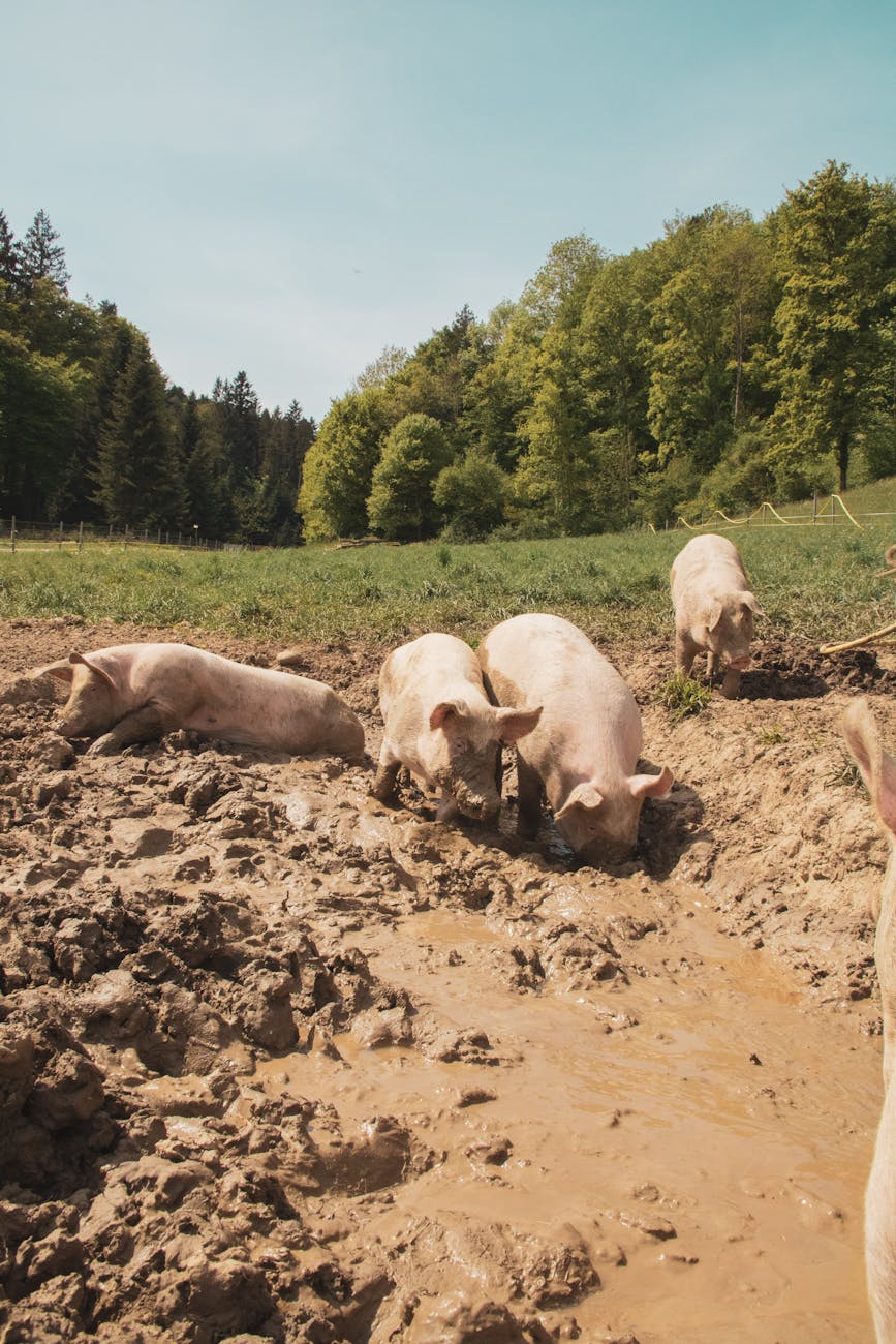 pigs walking on mud Choosing the Right Pig Breed for your Homestead