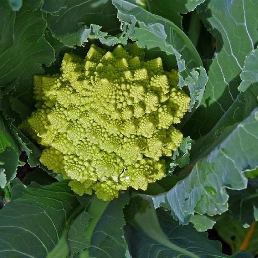 SVBRO117 2 medium 30 Unique Heirloom Vegetables for your Food Garden