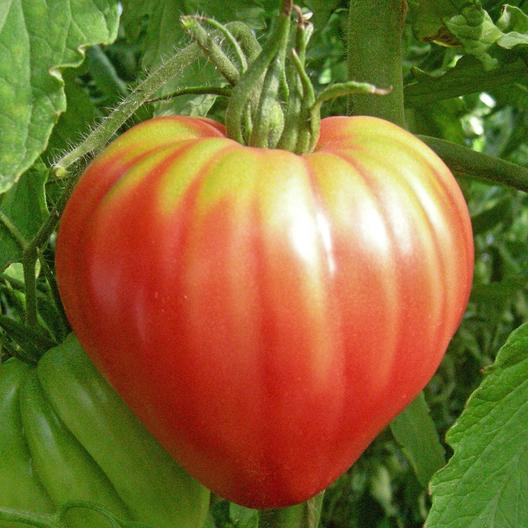 SVTOM148 1 medium 30 Unique Heirloom Vegetables for your Food Garden