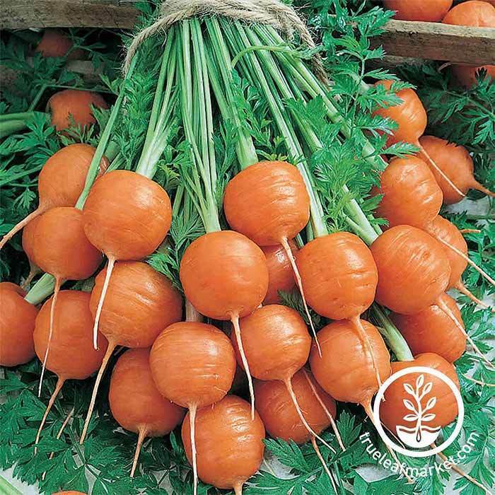 carrot parisian seed 30 Unique Heirloom Vegetables for your Food Garden