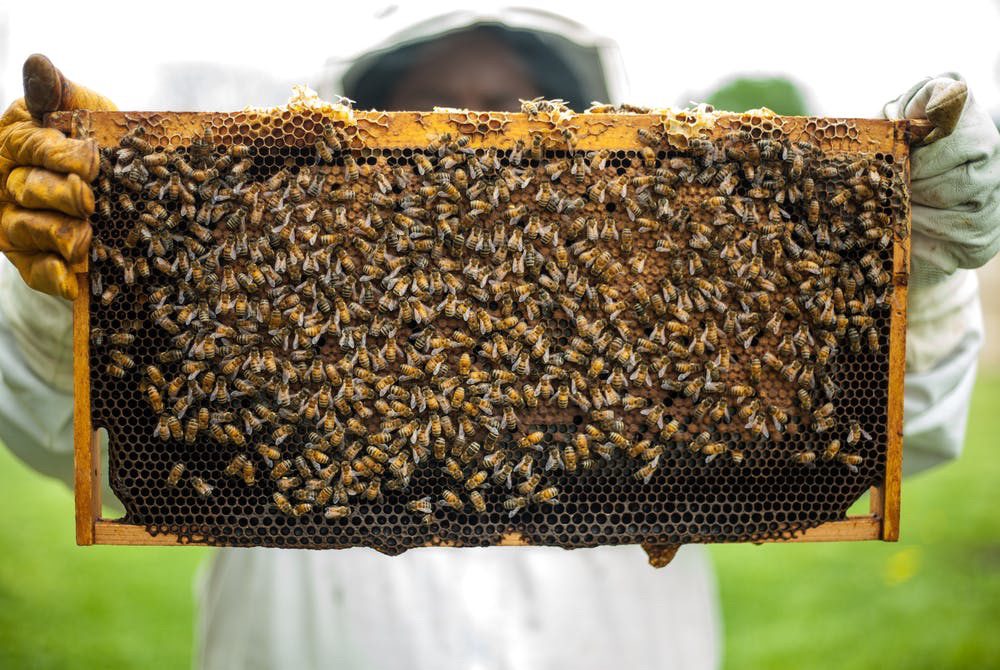 bees in hive