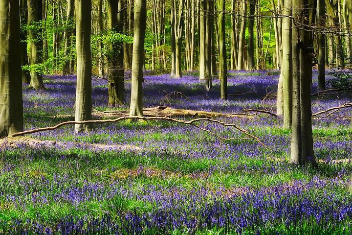 Wildflowers in Forest