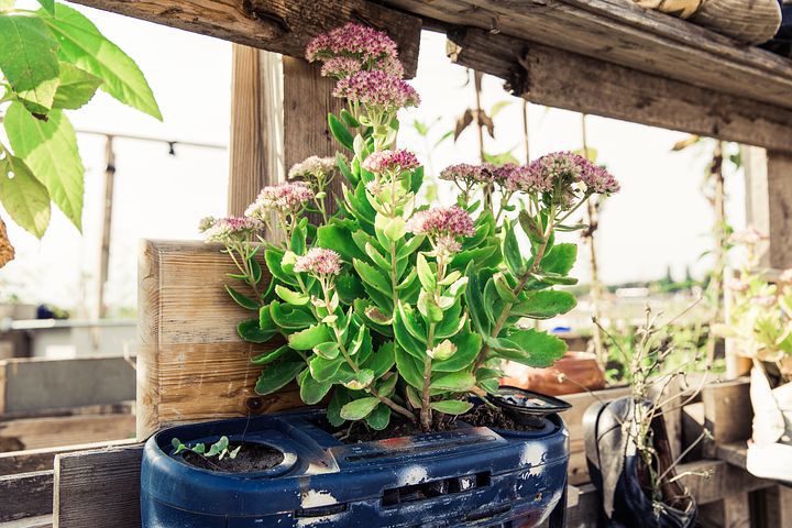 The Comprehensive Guide to Raised Bed Gardening