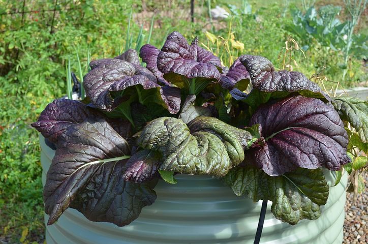 The Comprehensive Guide to Raised Bed Gardening