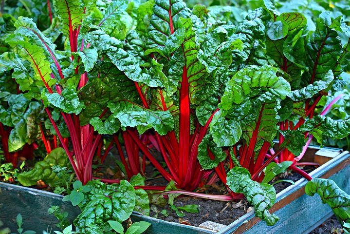 The Comprehensive Guide to Raised Bed Gardening