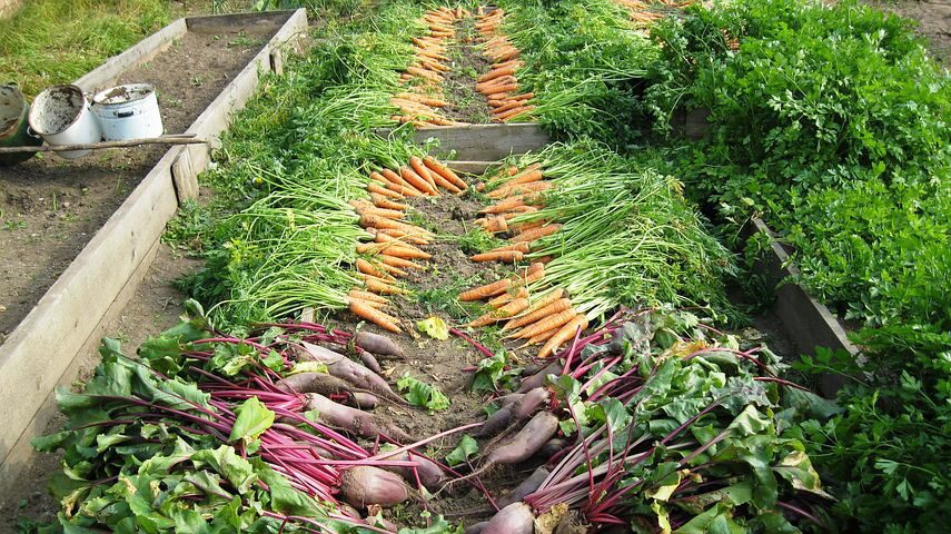 The Comprehensive Guide to Raised Bed Gardening